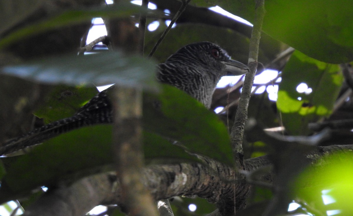 Fasciated Antshrike - ML646707021