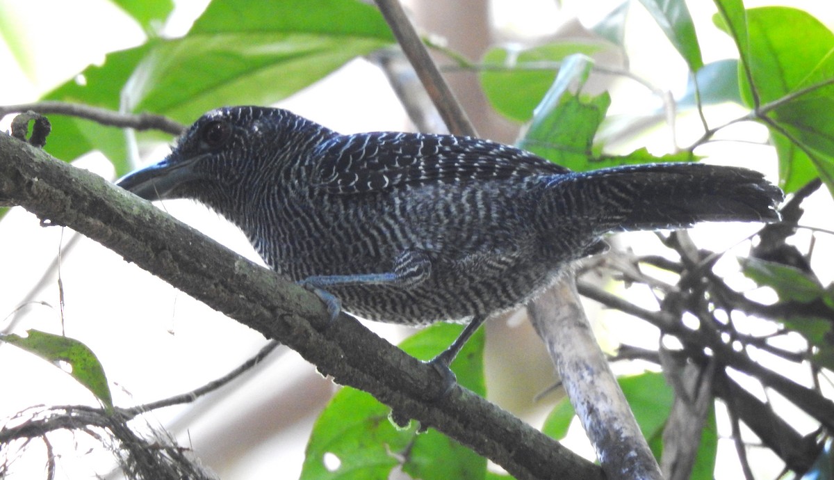 Fasciated Antshrike - ML646707022