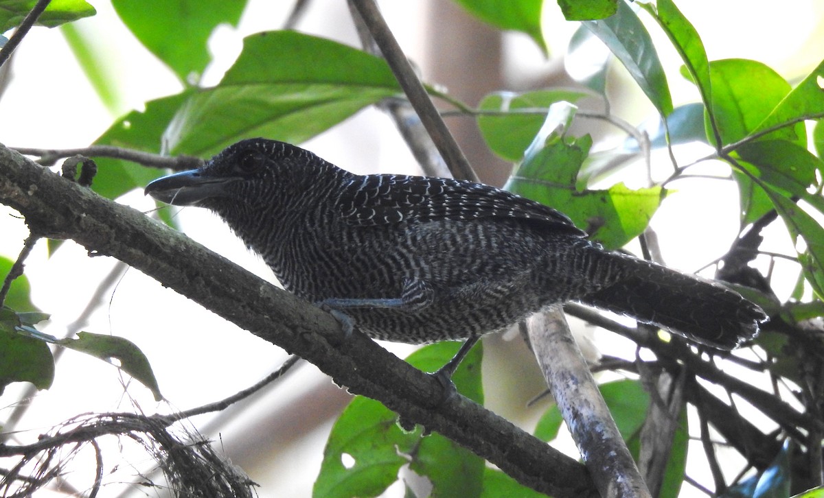 Fasciated Antshrike - ML646707023