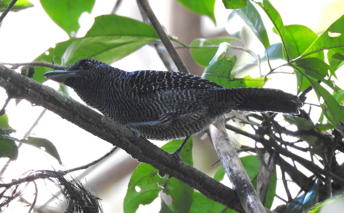Fasciated Antshrike - ML646707024