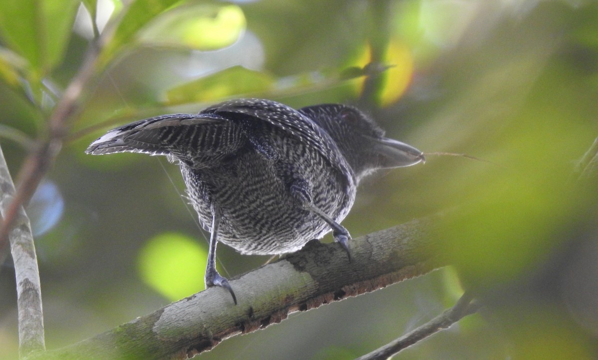 Fasciated Antshrike - ML646707025