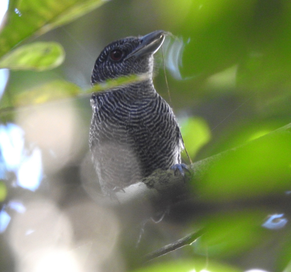 Fasciated Antshrike - ML646707026