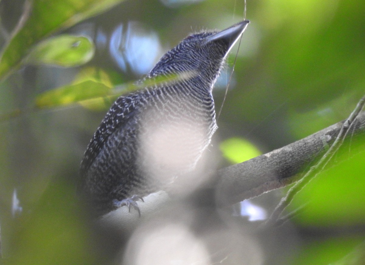 Fasciated Antshrike - ML646707027