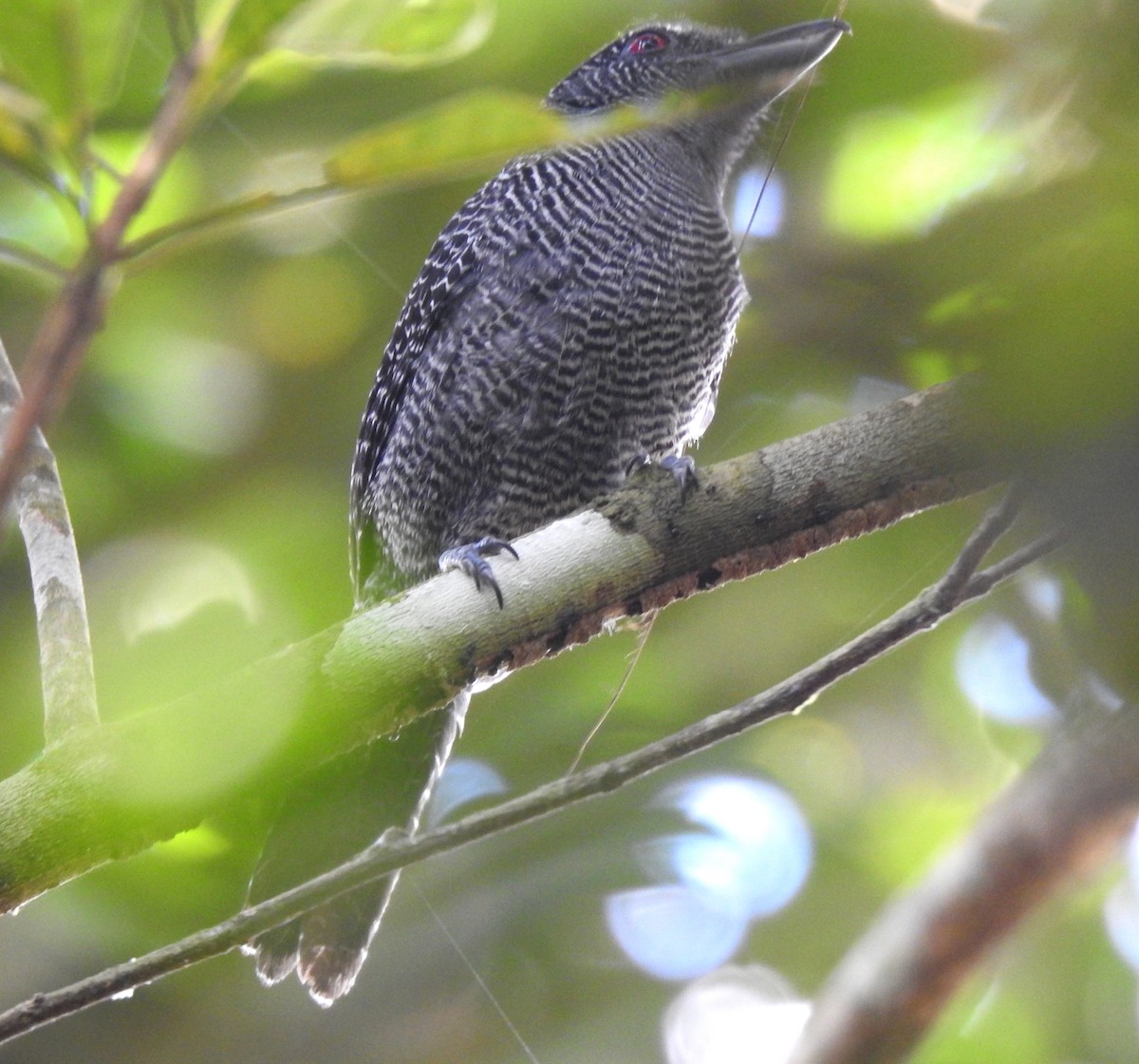 Fasciated Antshrike - ML646707028