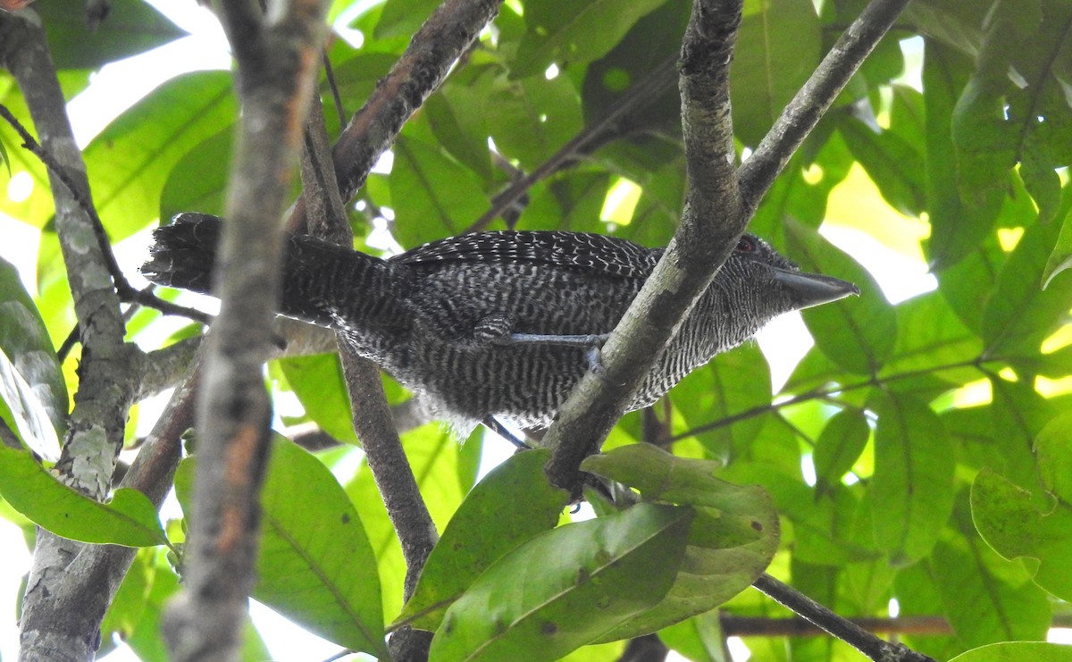Fasciated Antshrike - ML646707029