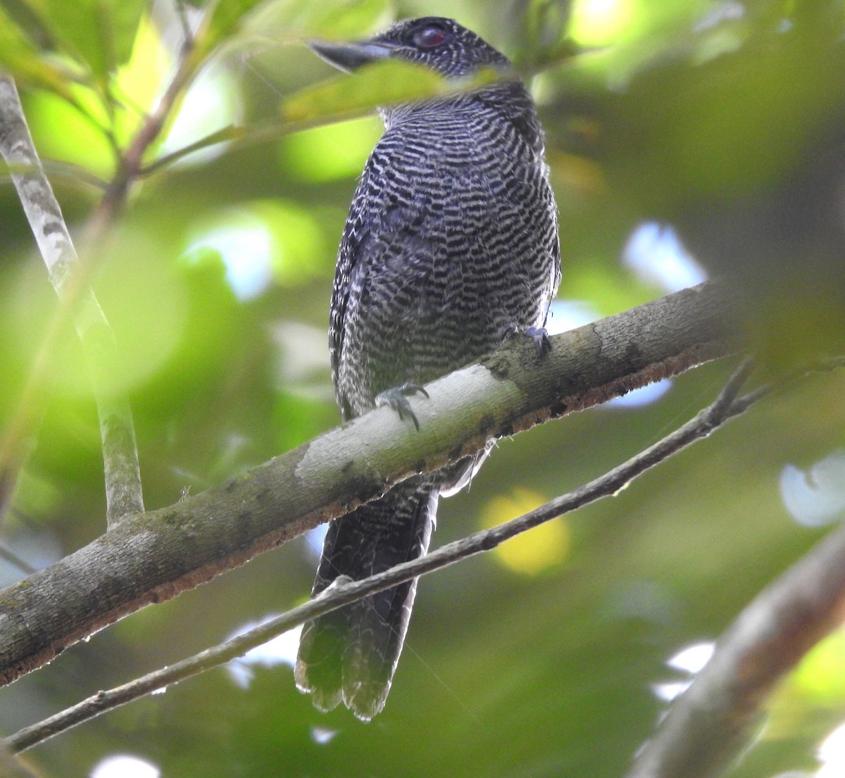 Fasciated Antshrike - ML646707030