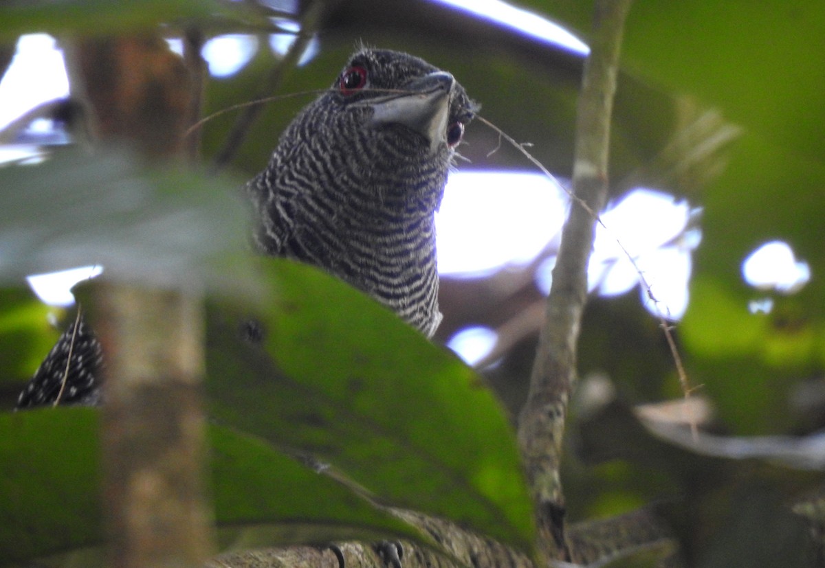 Fasciated Antshrike - ML646707031
