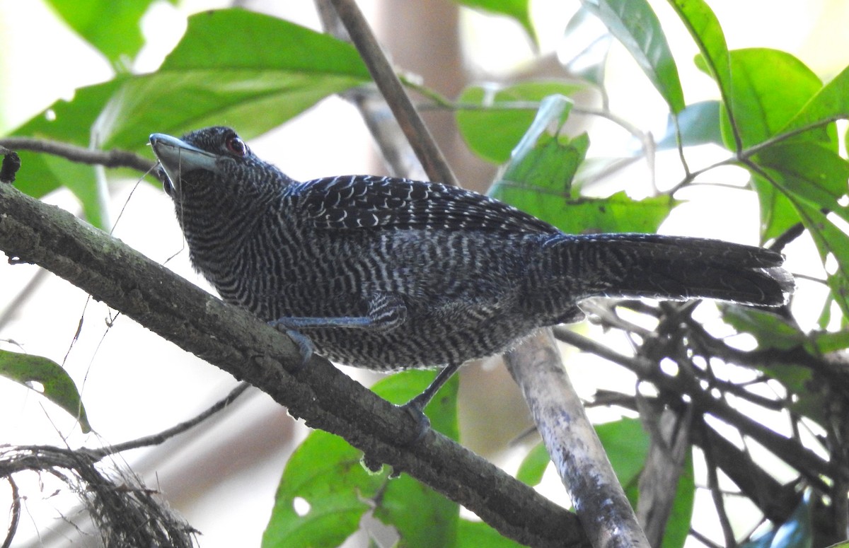 Fasciated Antshrike - ML646707032