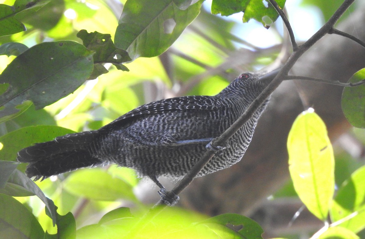 Fasciated Antshrike - ML646707033