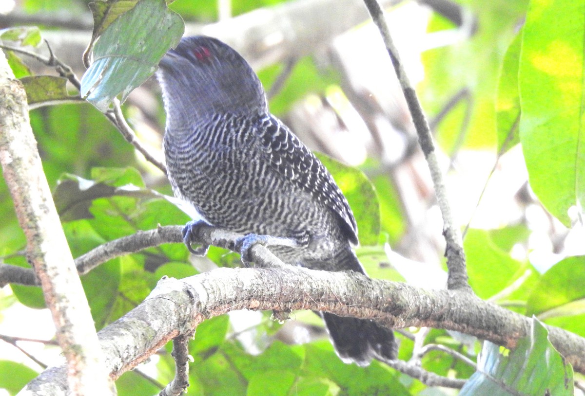 Fasciated Antshrike - ML646707034
