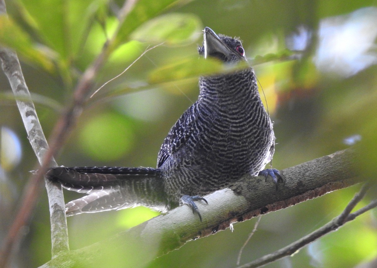Fasciated Antshrike - ML646707035