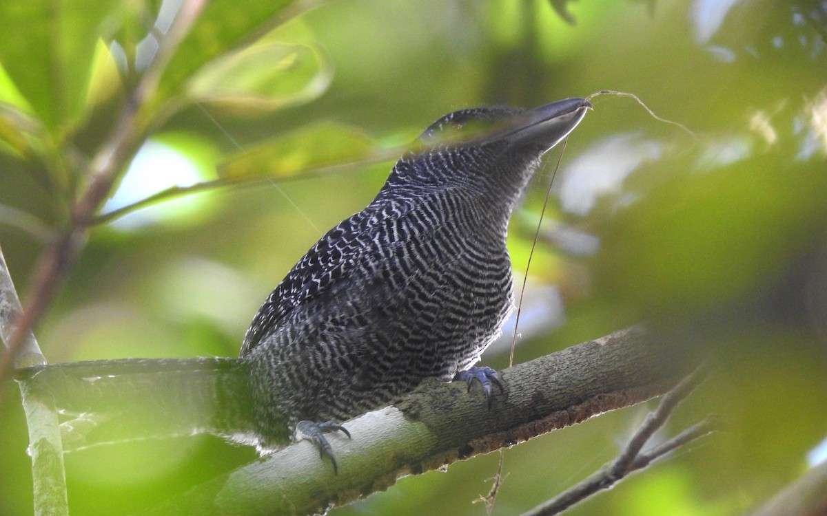 Fasciated Antshrike - ML646707036