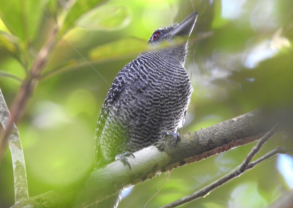 Fasciated Antshrike - ML646707037