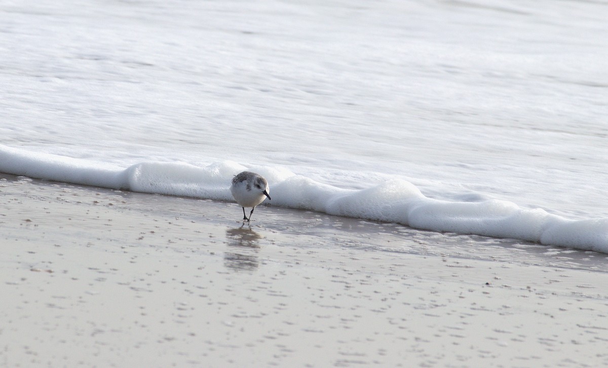 Sanderling - ML646707045