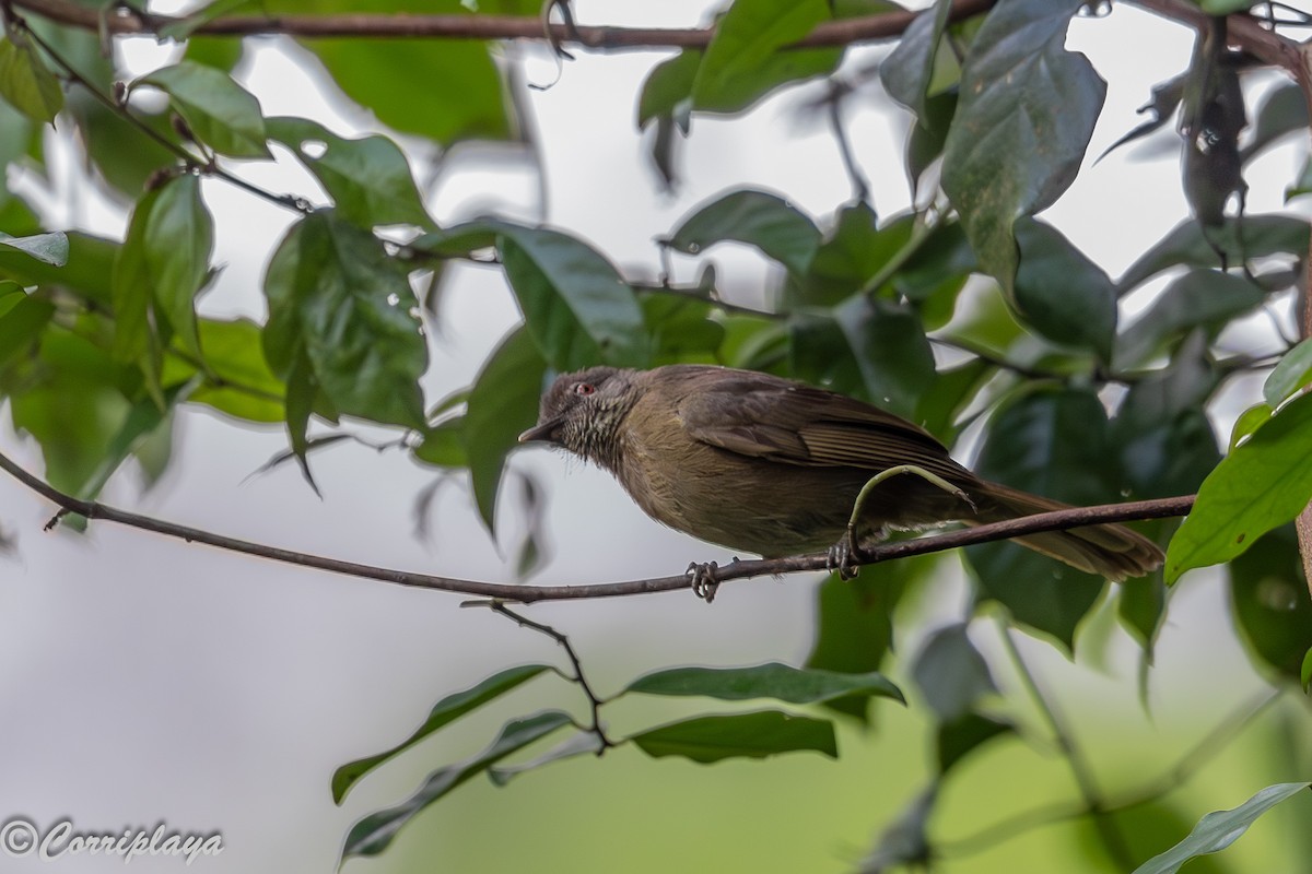 Bulbul de Ansorge - ML646707048