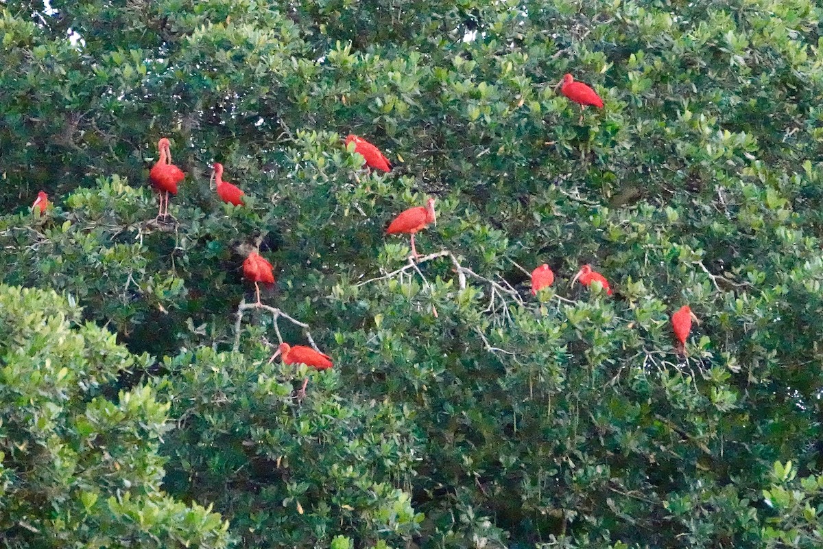 Scarlet Ibis - ML646707051