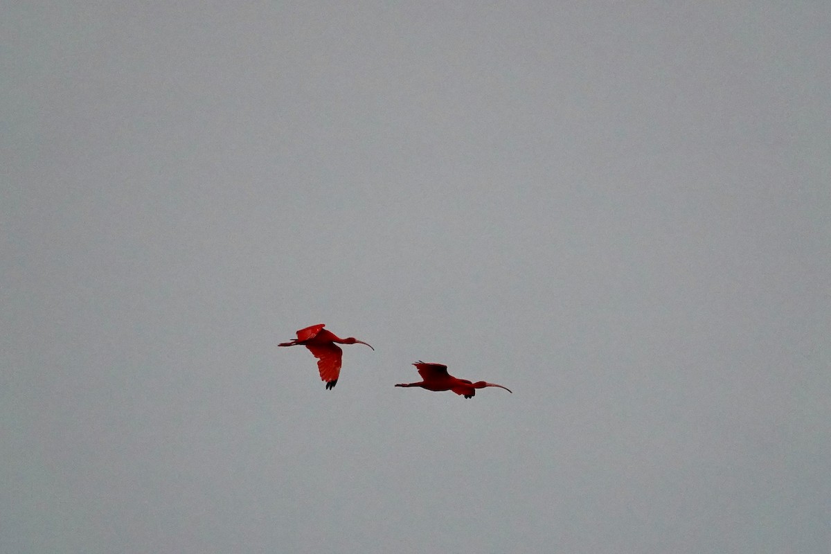 Scarlet Ibis - ML646707052