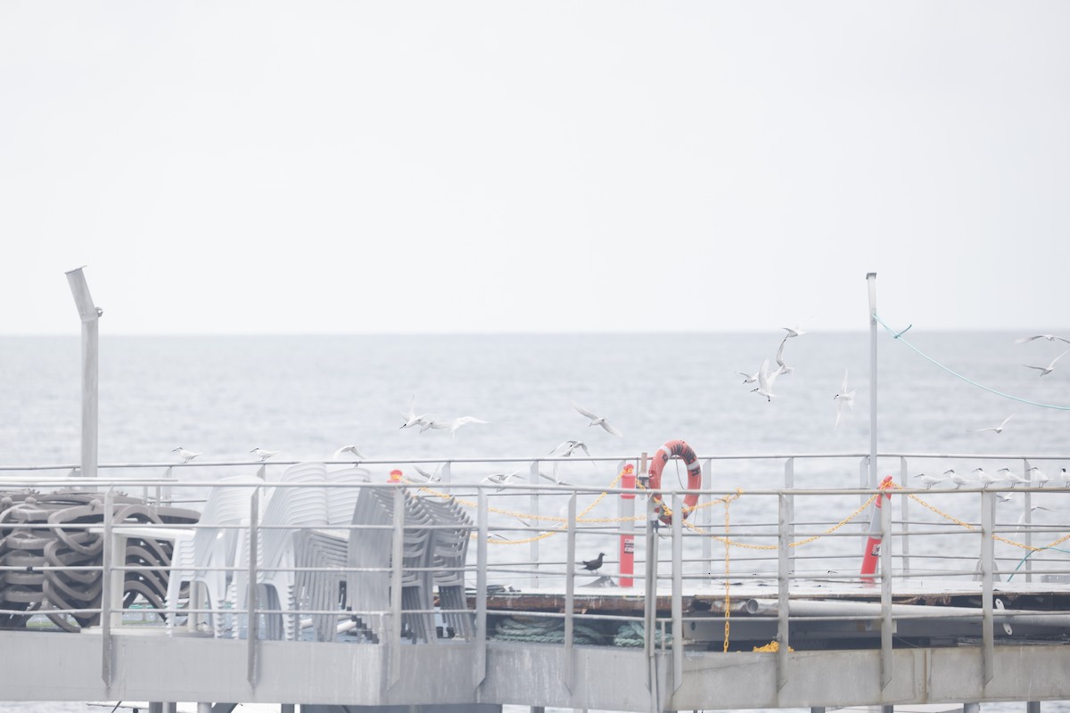 Black-naped Tern - ML646707053