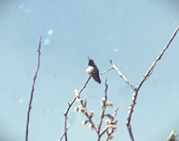 Каллиопа-звёздочка - ML646707056