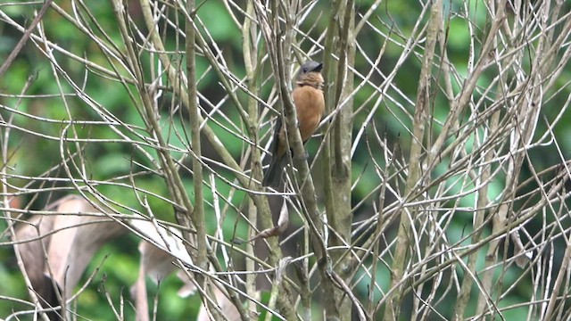 Drab Whistler (Cinnamon-breasted) - ML646707057