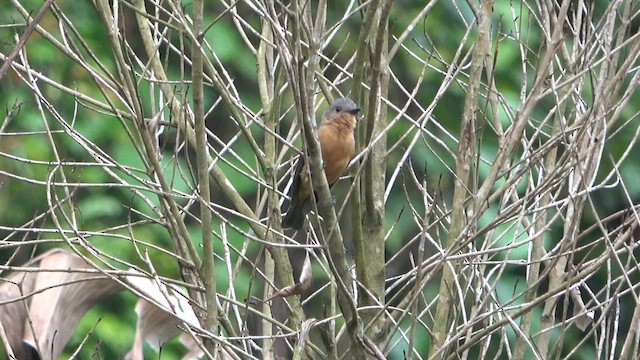 Drab Whistler (Cinnamon-breasted) - ML646707058