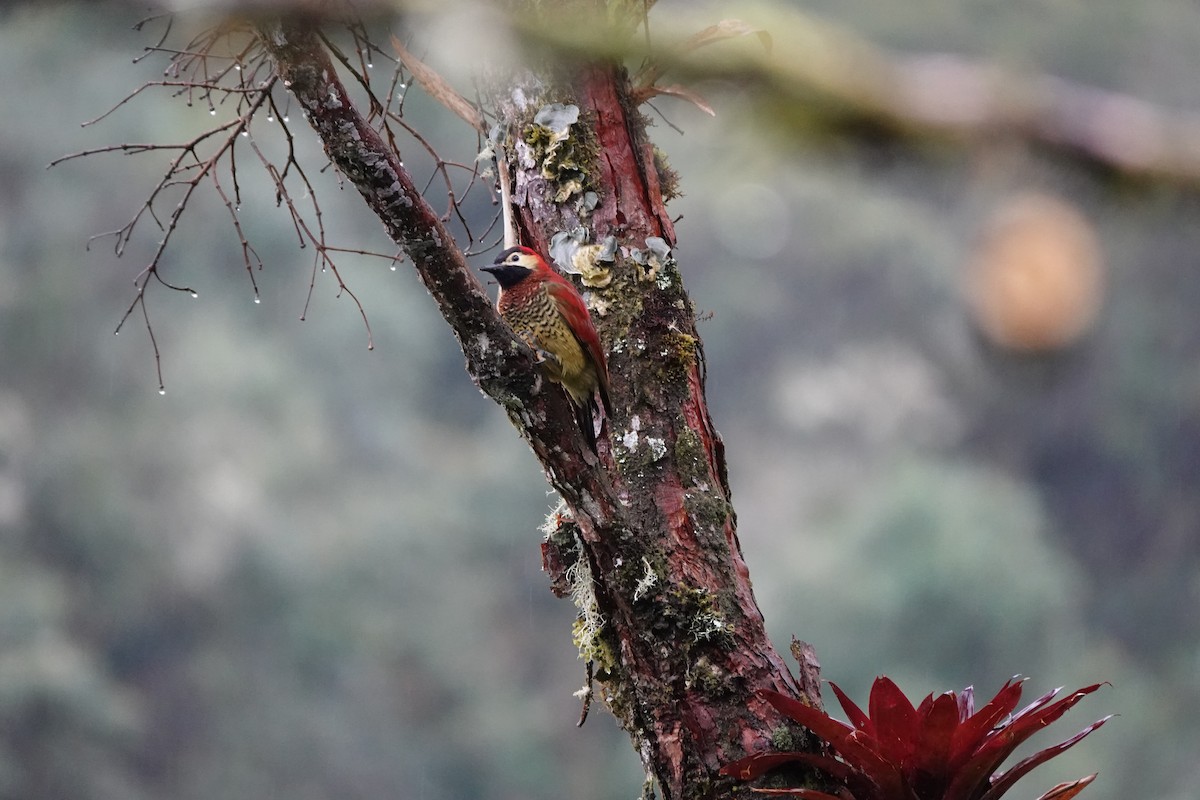 Crimson-mantled Woodpecker - ML646707062