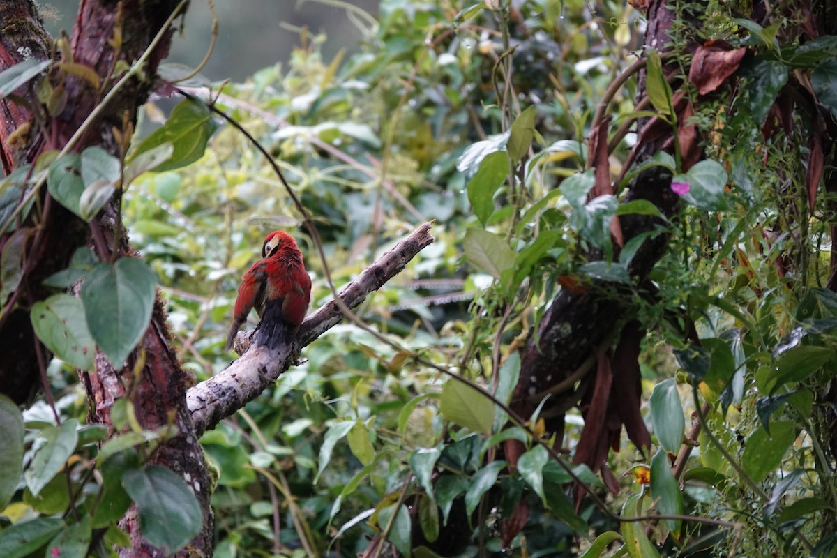 Crimson-mantled Woodpecker - ML646707063