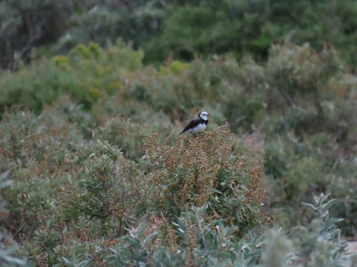 White-fronted Chat - ML646707064