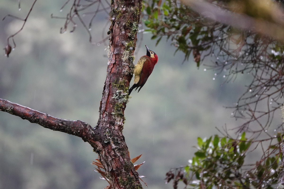 Crimson-mantled Woodpecker - ML646707065