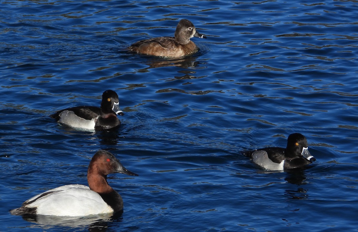 Fuligule à dos blanc - ML646707068
