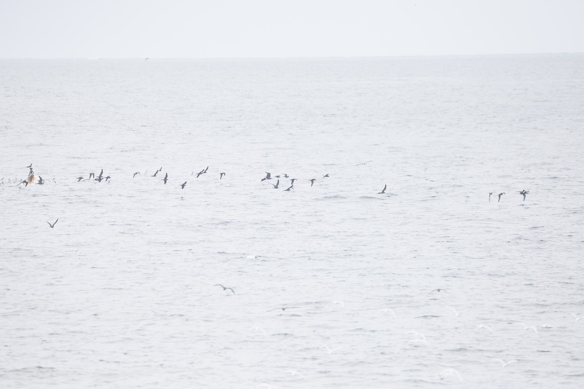 Brown Noddy - ML646707069