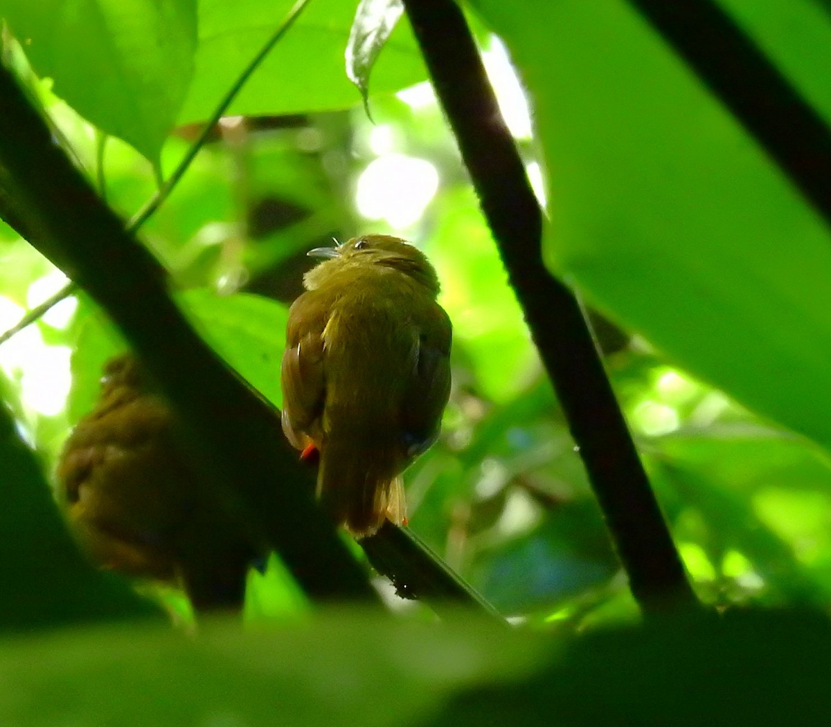 White-collared Manakin - ML646707071