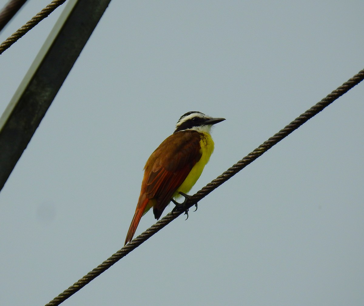 Great Kiskadee - ML646707072