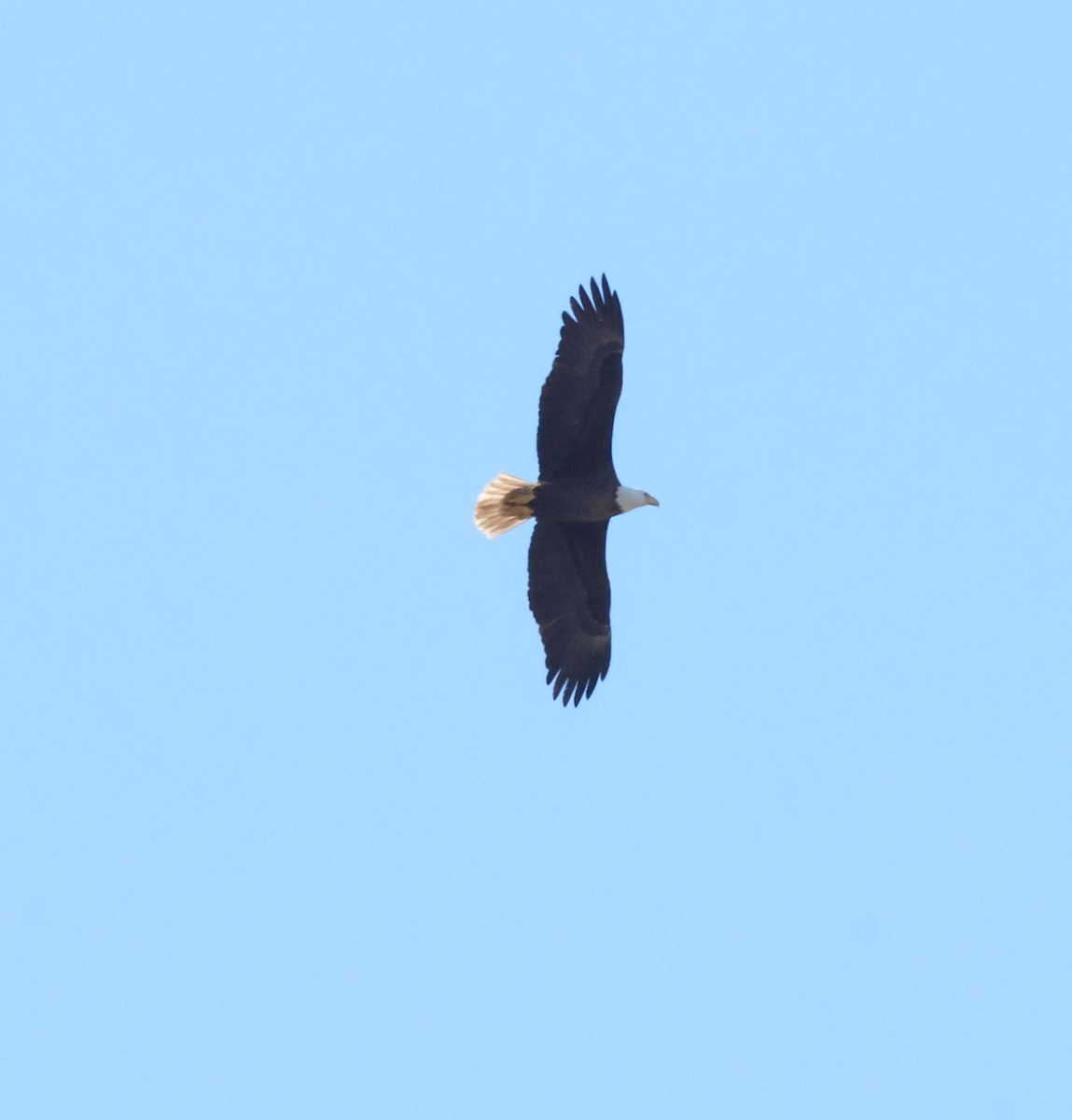 Bald Eagle - ML646707073