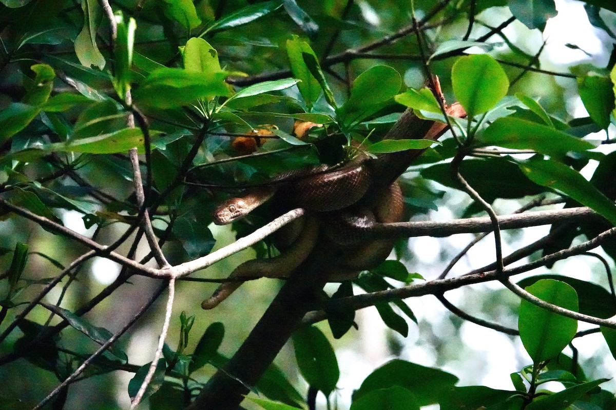 Neotropical Tree Boas - ML646707074