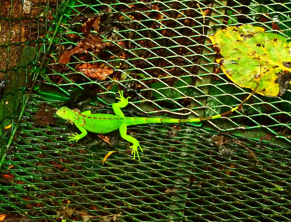 Animals - ML646707075