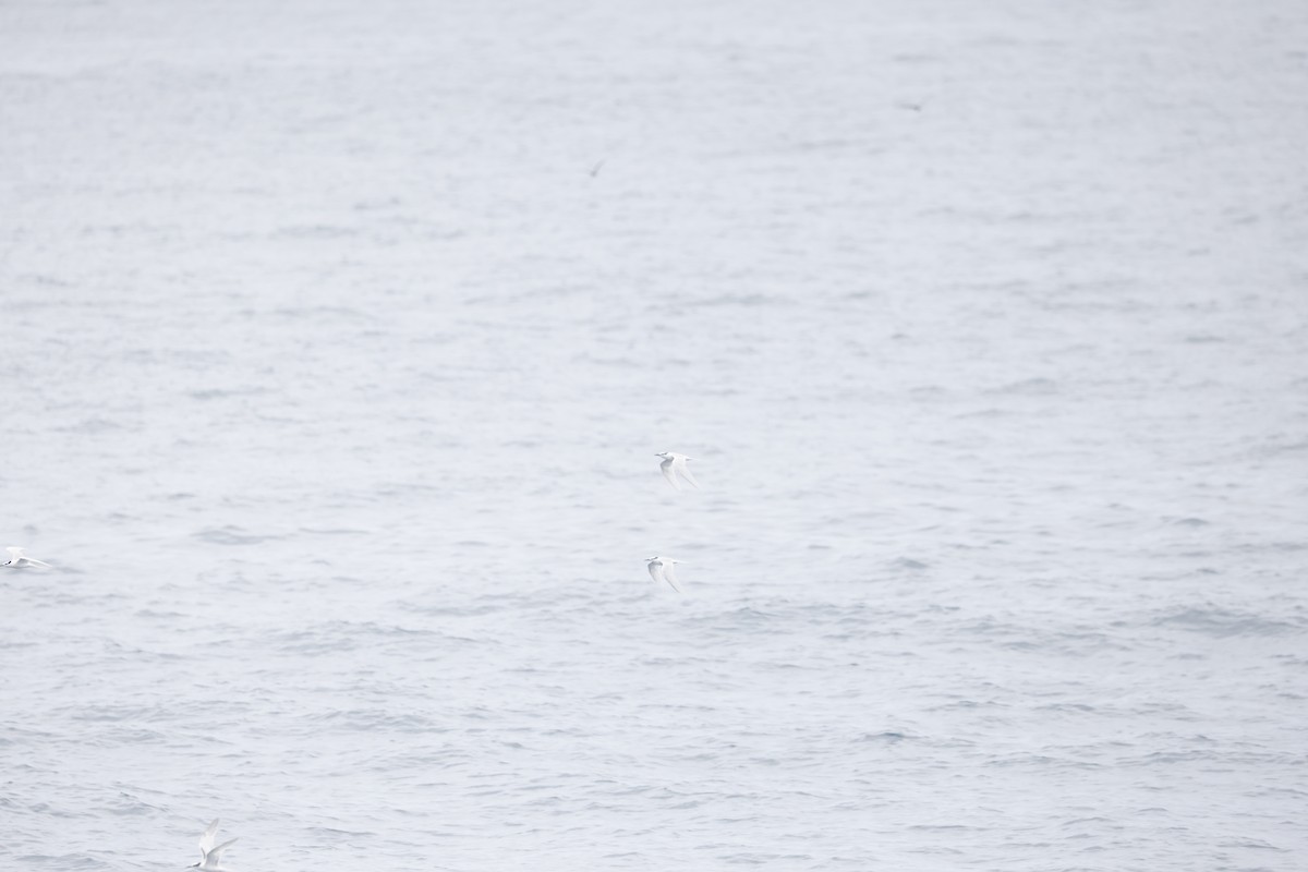 Black-naped Tern - ML646707077