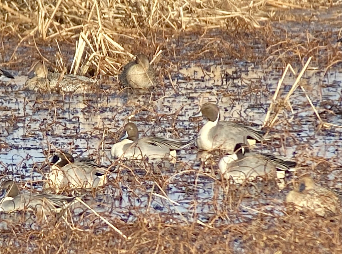 Northern Pintail - ML646707078