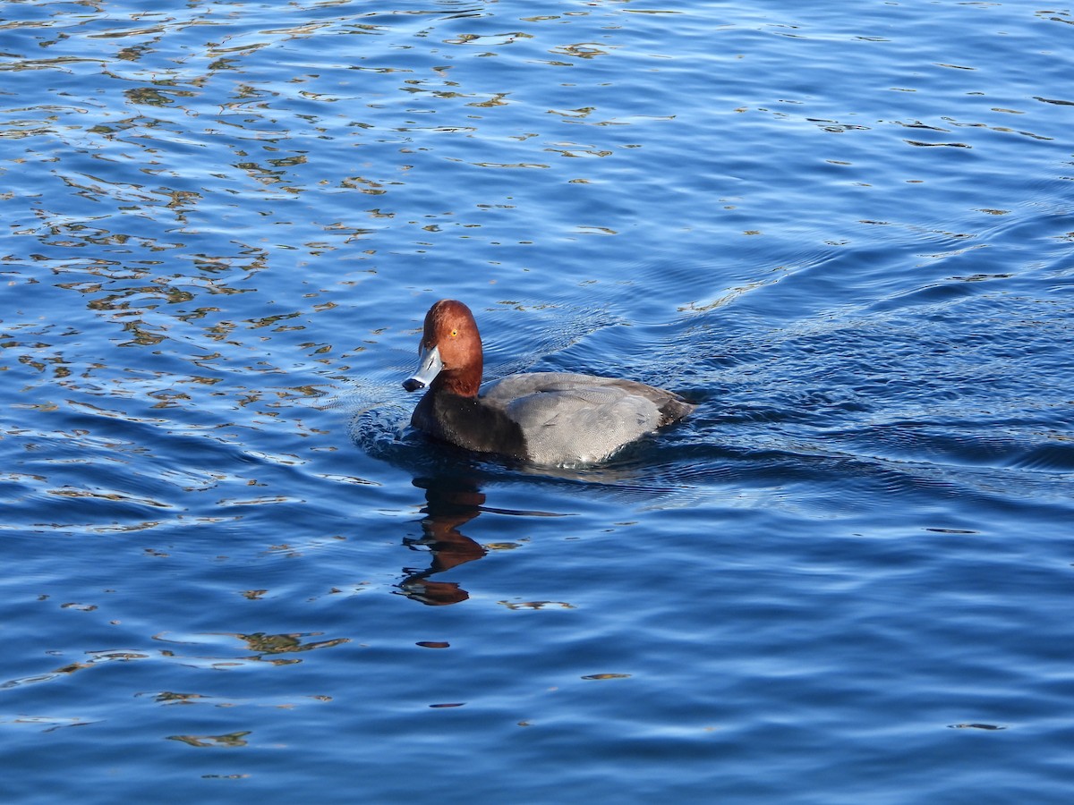 Fuligule à tête rouge - ML646707081
