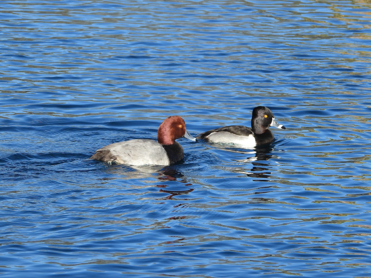 Fuligule à tête rouge - ML646707082