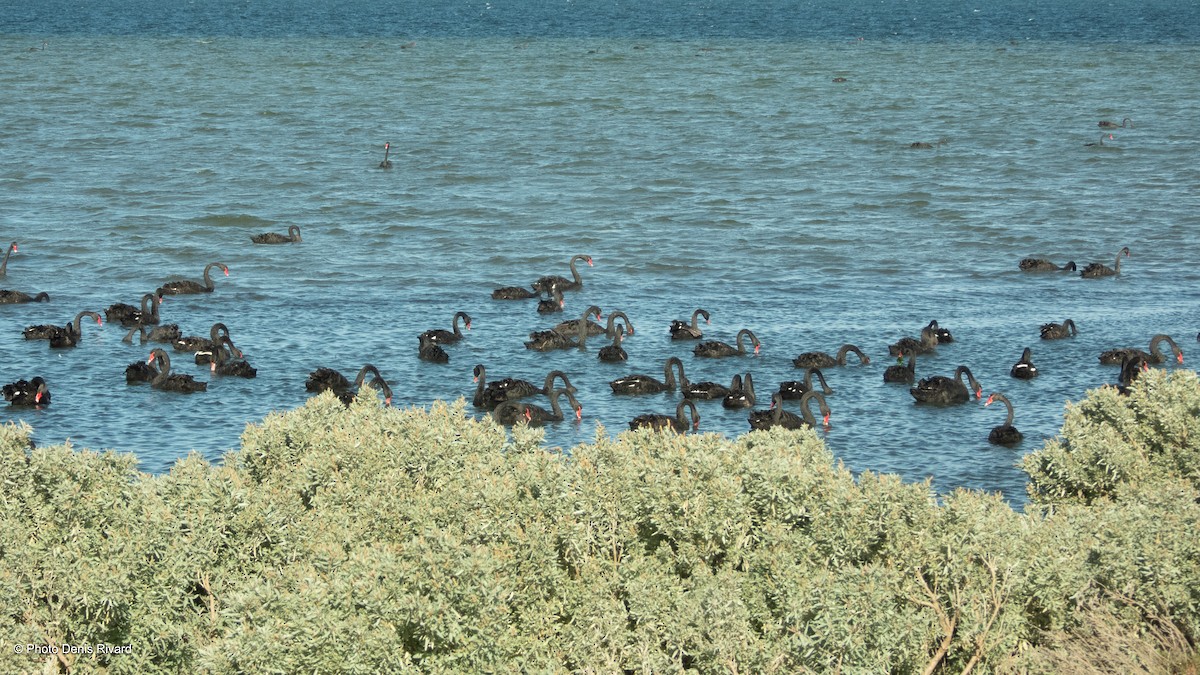 Black Swan - ML646707083