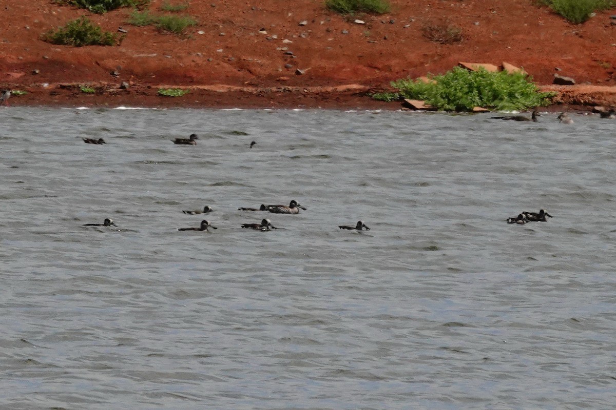 Pink-eared Duck - ML646707085