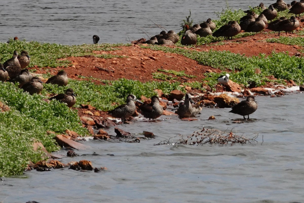 Pink-eared Duck - ML646707086