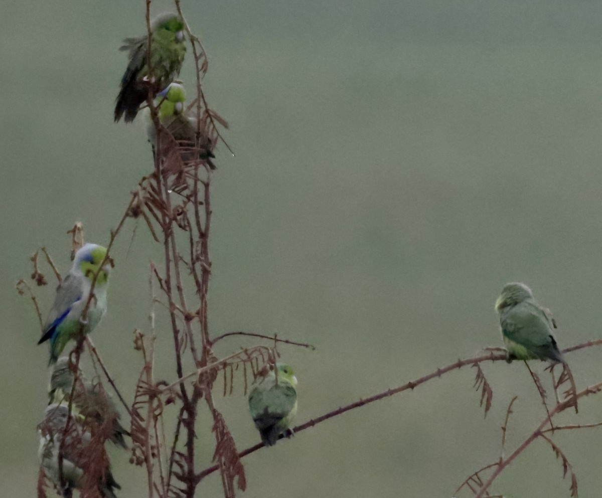 Pacific Parrotlet - ML646707088