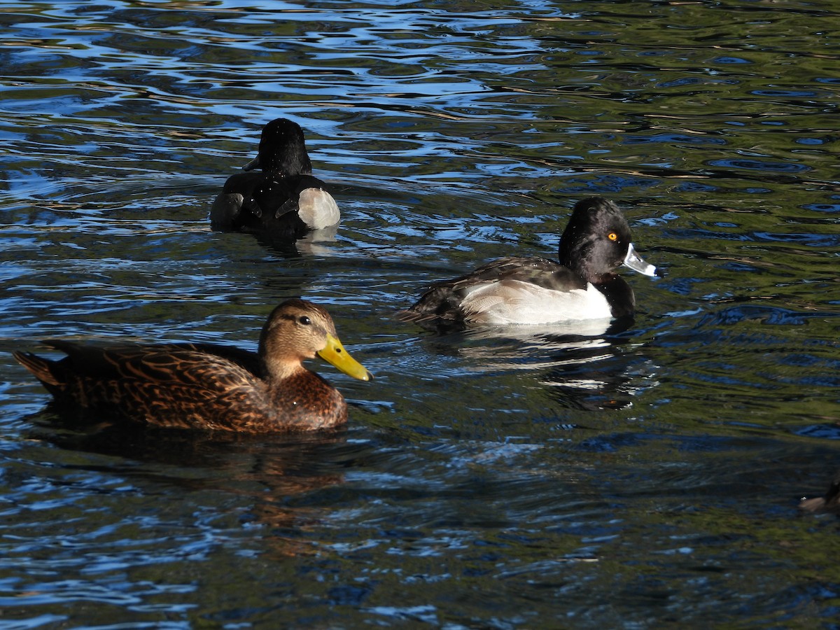 Fuligule à collier - ML646707096