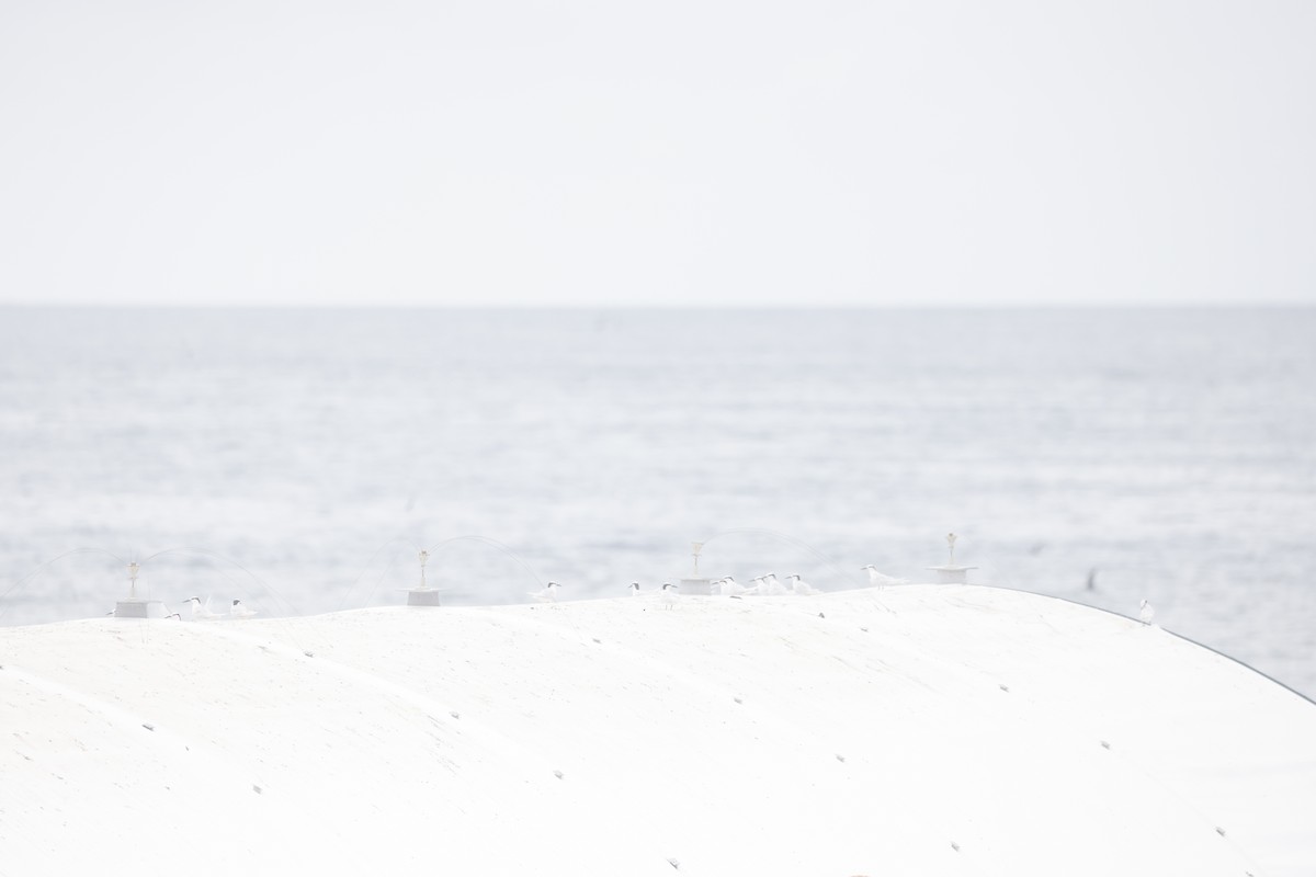 Black-naped Tern - ML646707097