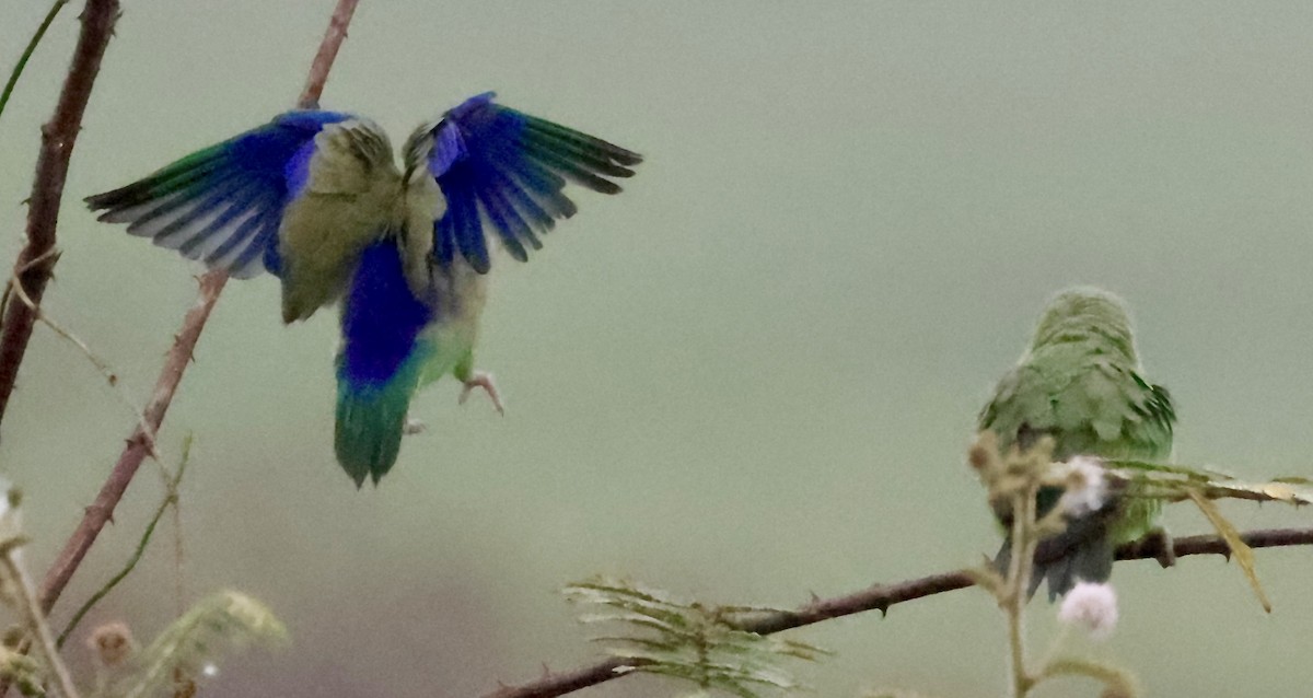 Pacific Parrotlet - ML646707098