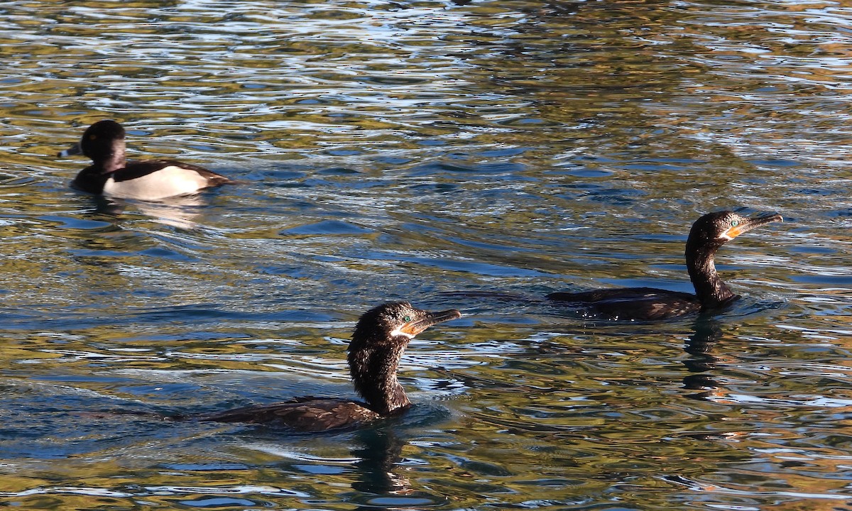 Cormoran vigua - ML646707101