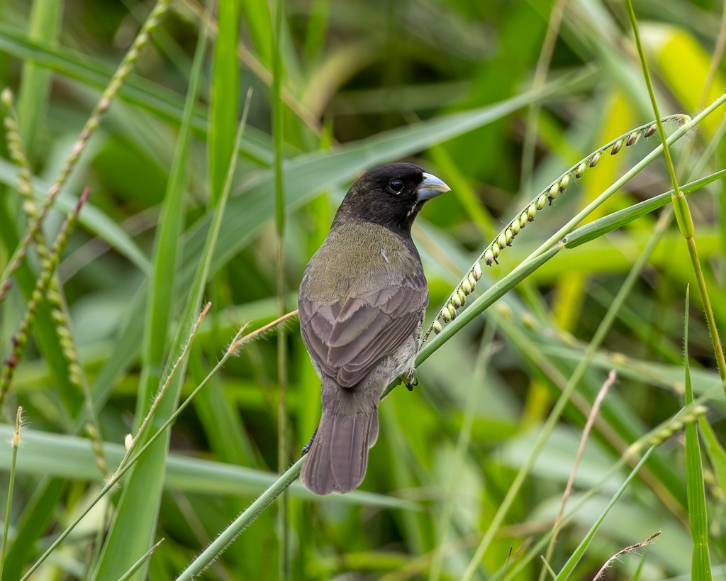Yellow-bellied Seedeater - ML646707102