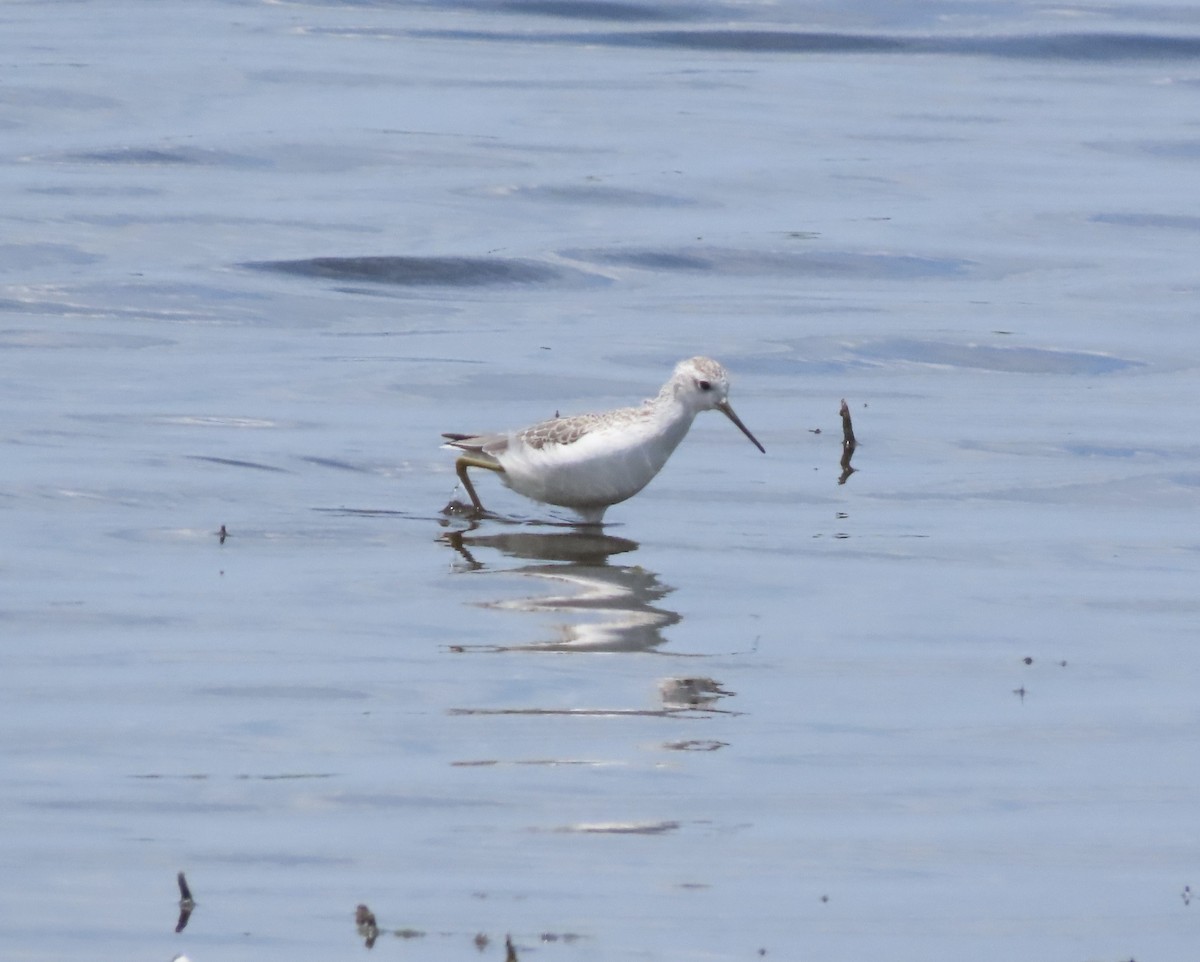 Urmael-kuliska - ML646707103